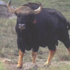 Гаур или азиатский бизон (bos frontalis)