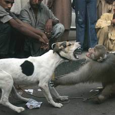 Пакистанские &quot;развлечения&quot; с животными