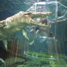 Экстремальное знакомство с гребнистым крокодилом (saltwater crocodiles)
