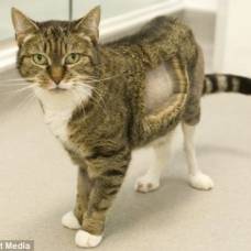 Кошка с искусственным коленным суставом