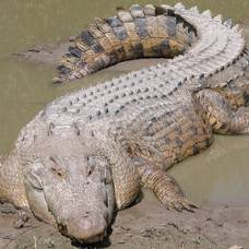 Гребнистый крокодил отказался катать на себе пьяного австралийца