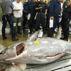 На рыбном аукционе в токио продали гигантского тунца