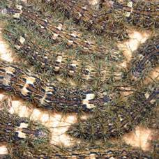 Лономия (lonomia obliqua) - очень ядовитая гусеница