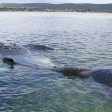 В австралии взорвали больного кита
