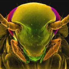 В мозге тараканов найдены антибиотики