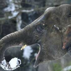 Зимние игры слонов в зоопарке берлина