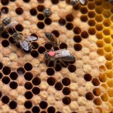 Почему пчёлы-царицы такие большие