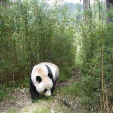 Самки и самцы большой панды живут раздельно
