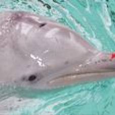 У дельфинов обнаружили седьмое чувство