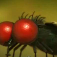 Мультфильм: муха и помидор