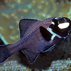 Подмигивающие рыбки семейства фонареглазовые (лат. anomalopidae)