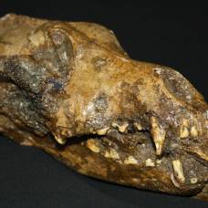 Найден череп одомашненной собаки эпохи палеолита