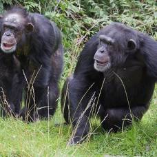 Шимпанзе видят звуки так же, как человек