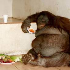 Жирный орангутан из великобритании похудел после успешной диеты