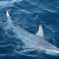 Ученые обнаружили около 57 акул-гибридов у берегов австралии