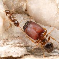 Ученые создали муравьев-суперсолдат