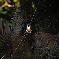 Паутина паука-кругопряда вдохновила на создание биосовместимой нити