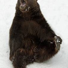 Зимние забавы баварских медведей