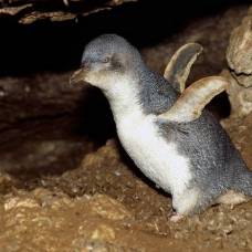 О чем говорит триумфальный танец пингвина