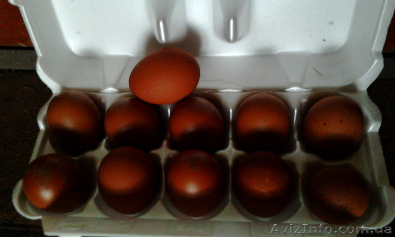 Инкубационное яйцо марана купить. Яйцо Марана инкубационное. Маран вес яйца. Яйца кур Маран. Куры породы Маран инкубация.