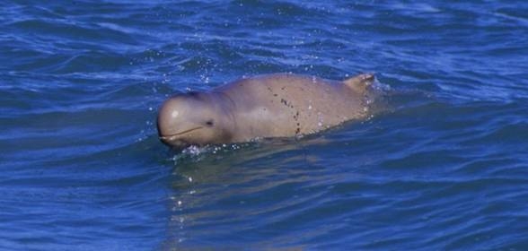 Australian Snubfin dolphin, дельфин 
