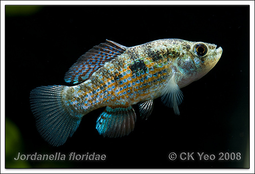 Jordanella floridae, american flagfish, флоридка
