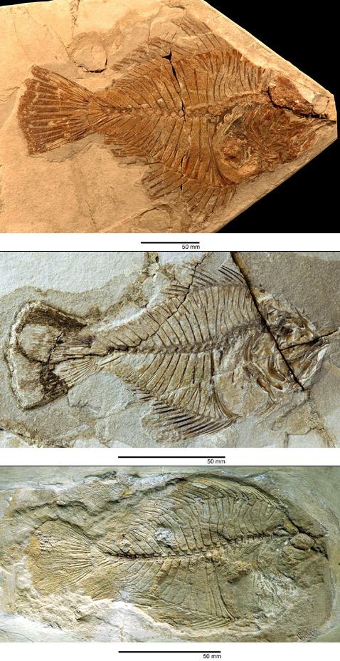 Различные образцы скелетов <i>Amphistium paradoxum</i> (правосторонняя морфа) из Лондона (вверху) и Вены (в середине), а также <i>Amphistium altum</i> (внизу) (фото Matt Friedman).