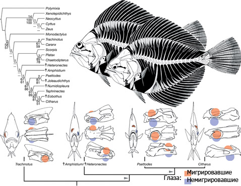 Фридман расположил <i>Heteronectes</i> и <i>Amphistium</i> на древе исторического развития рыб, затем построил более простую филогенетическую структуру, которая наглядно демонстрирует миграцию глаза и изменение симметрии черепа (внизу). Вверху справа показаны реконструированные изображения левой половины тела рыб рода <i>Amphistium</i>: на переднем плане левосторонняя морфа, на заднем – правосторонняя (иллюстрация Matt Friedman).