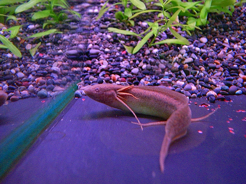 Протоптер малый (Protopterus amphibius)