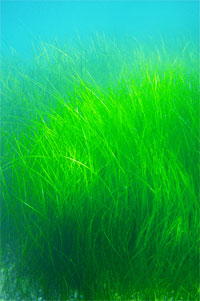 Морская трава, взморник