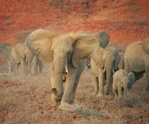 Слоны (Elephantidae (Elephas indicus и Elephas africanus)) - Elephant