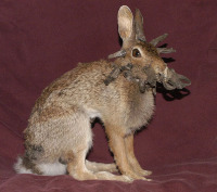 джекалоп - рогатый заяц