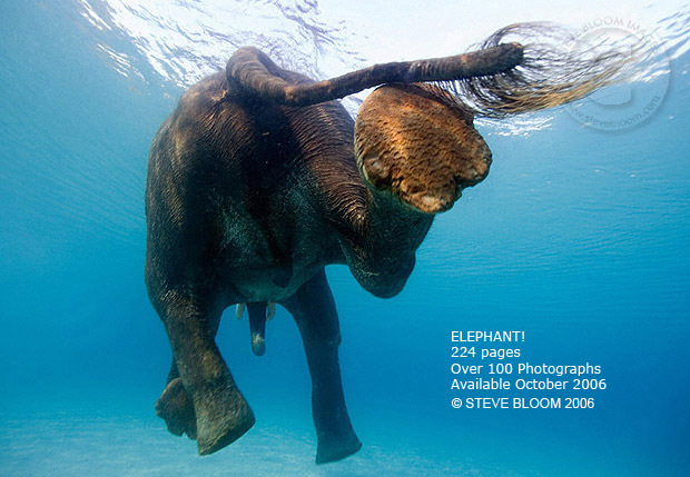 слон, Elephant