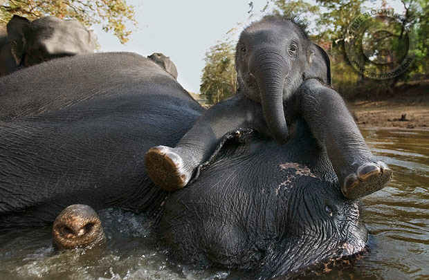 слон, Elephant