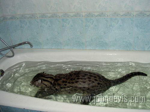 Felis viverrinus - Виверровый кот-рыболов