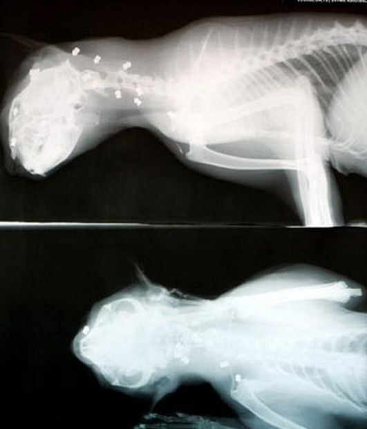 животные, кот, рентген кота