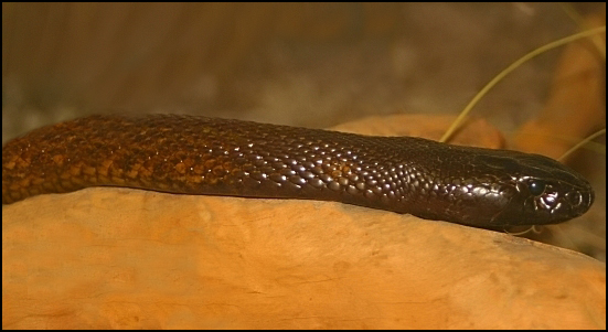 Oxyuranus microlepidotus (жестокая, или свирепая змея)
