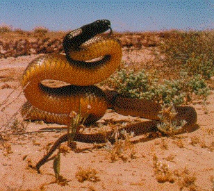 Oxyuranus microlepidotus (жестокая, или свирепая змея)