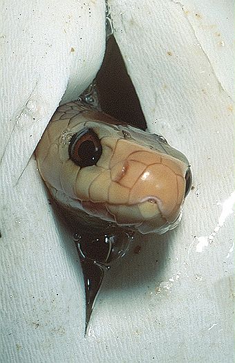 Oxyuranus scutellatus (тайпан, прибрежный тайпан, обыкновенный тайпан)