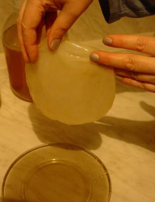Чайный гриб - медузомицет (Меdusomyces Gisevi)