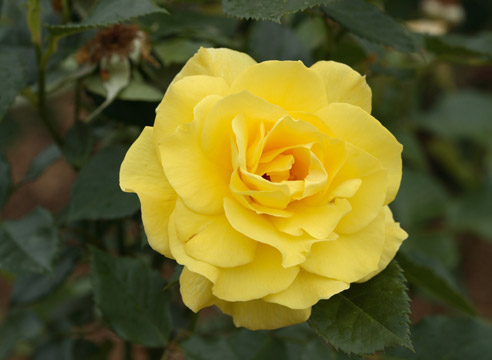 роза Фрисия