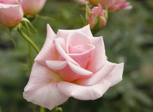 чайногибридная роза