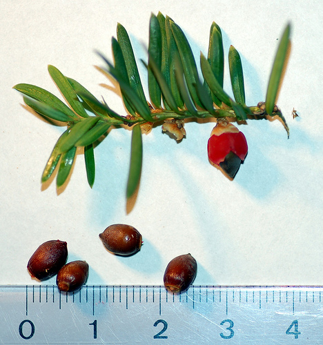 Taxus baccata, тисс