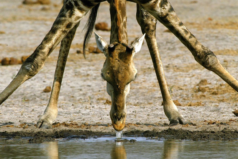 жираф на водопое