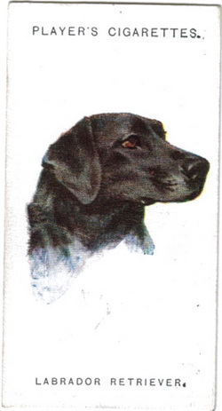 Cigarette Cards: Dogs. From Paintings by Arthur Wardle