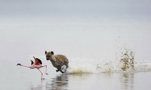 гиена охотится на фламинго