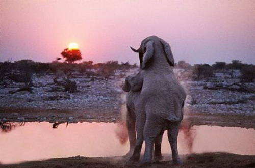 слоникам нравится смотреть на закат...