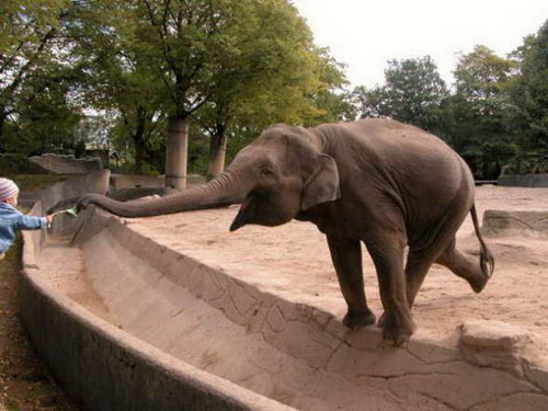 слон попрошайка