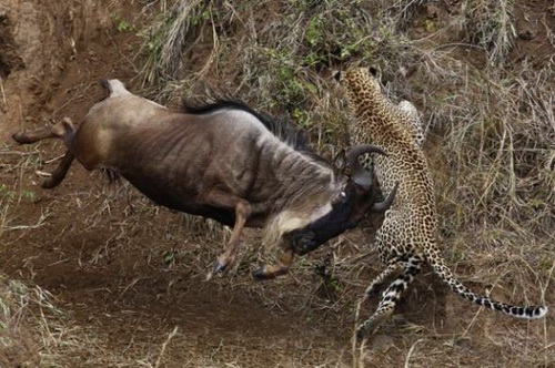 антилопа гну отбивается от леопарда