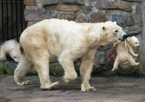 белая медведица с медвежатами